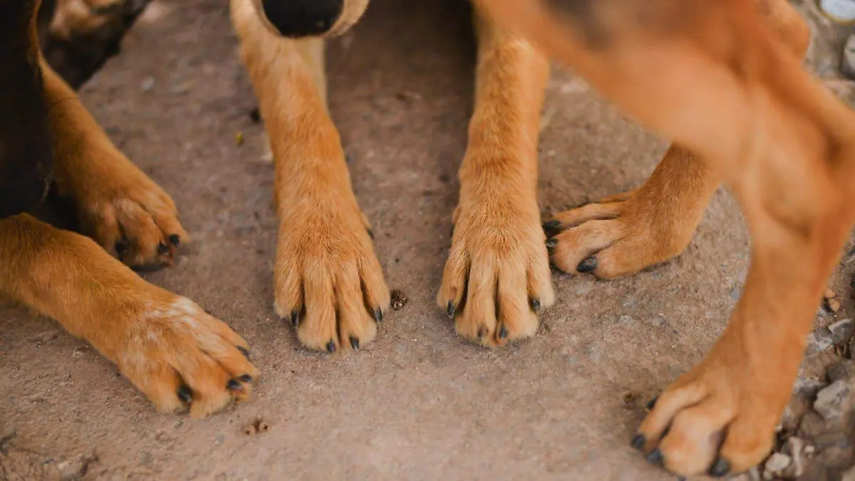 Ambudog, mascotas, perros